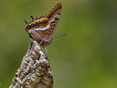 Two-tailed pasha