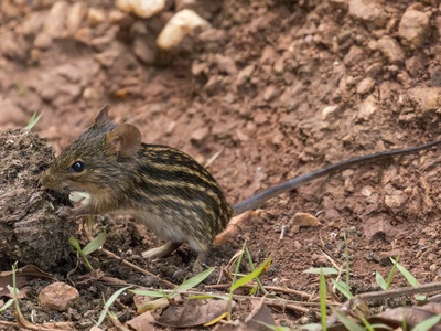 Typical Striped Grass Mouse