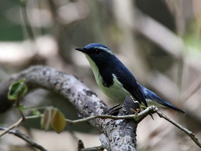 Ultramarine Flycatcher