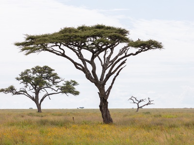Umbrella thorn acacia