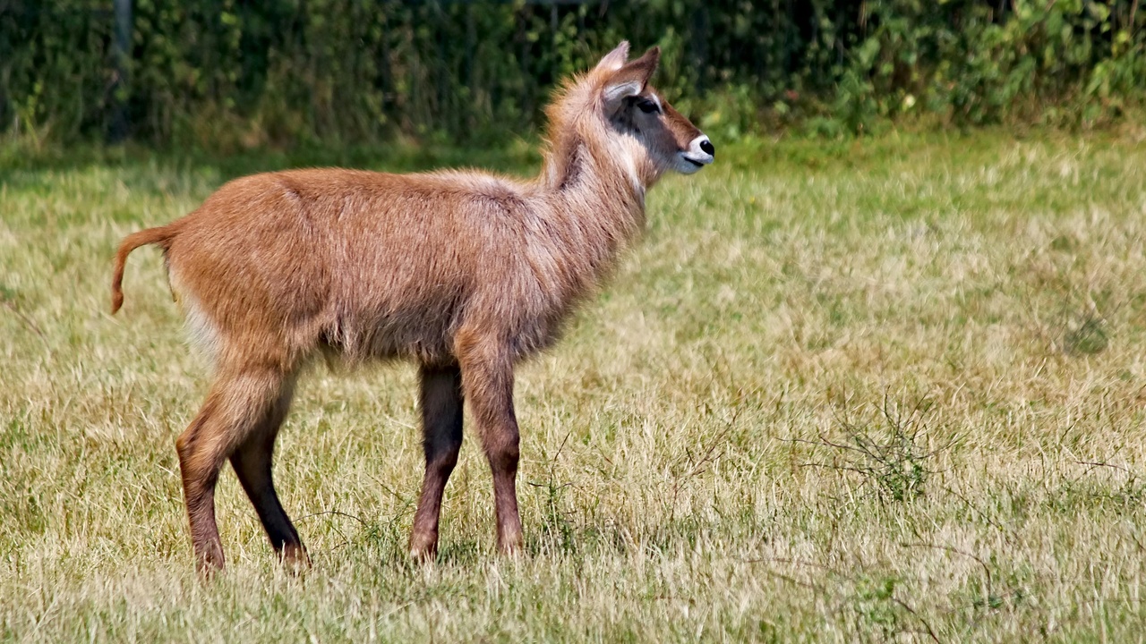 Walia ibex on Simien Mountains cliffs, highland ungulates