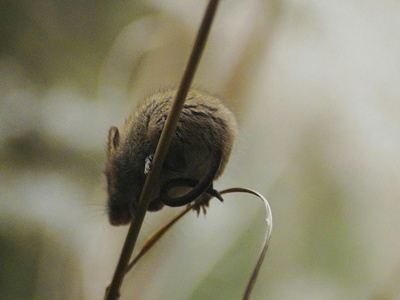 Ural field mouse