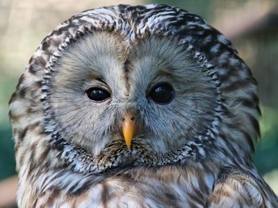 Ural Owl