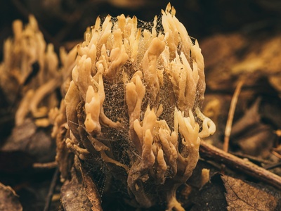 Valley fever fungus