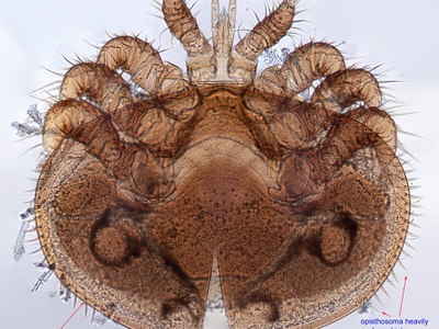Varroa mite