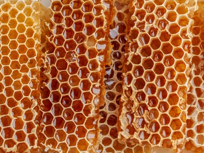 Varroa mite (parásito de abejas)