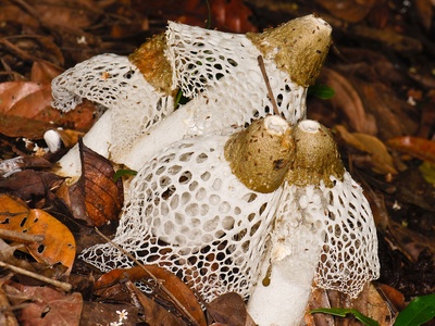 Veiled stinkhorn