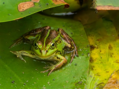 Victoria's Clawed Frog