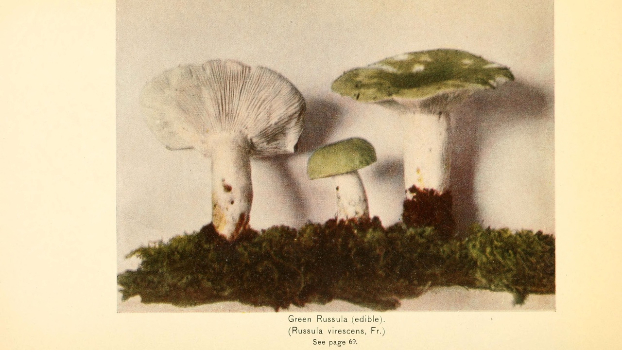 Close-up of mushroom caps, gills, and forest habitat for field identification