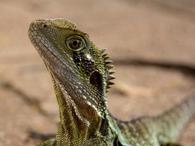 Viviparous lizard