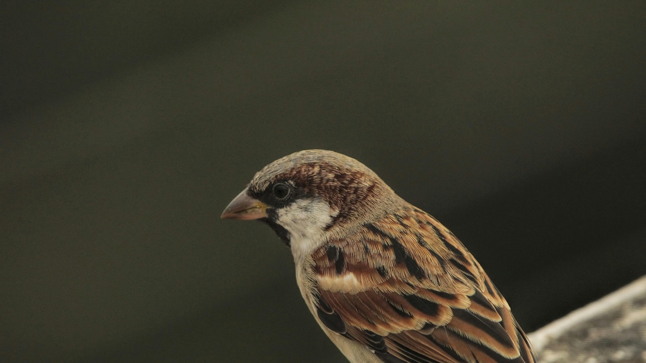 Spectrogram of bird song with a zebra finch and a song sparrow
