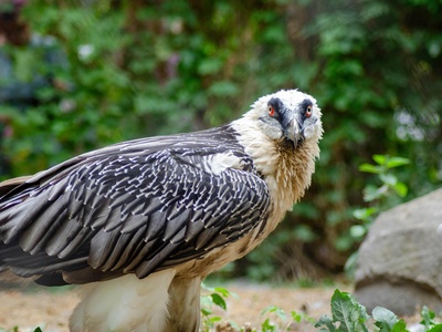 Vulturine guineafowl