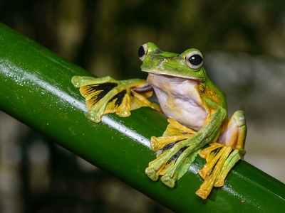 Wallace's Flying Frog