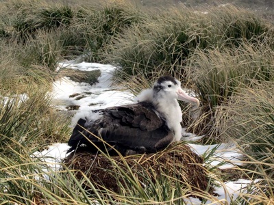 Wandering Albatross