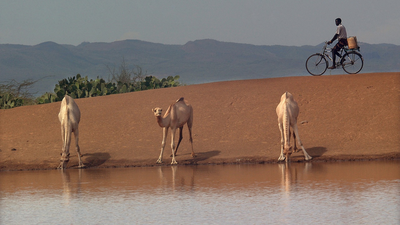 Camel near an oasis drinking, showing water rehydration ability