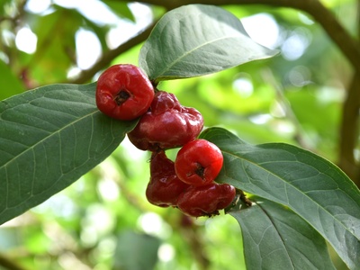 Water apple / Water rose apple