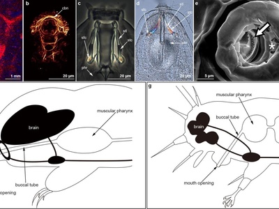 Water Bear (Tardigrade)