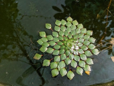 Water chestnut