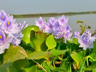 Water hyacinth (lirio acuático)
