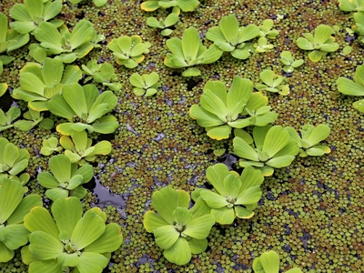 Water lettuce