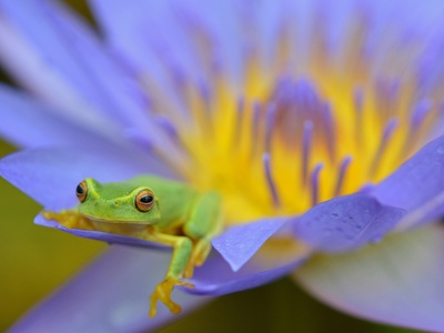 Water Lily Frog