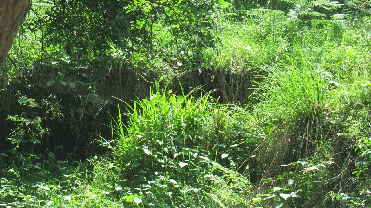 Riparian perennial buffer stabilizing streambanks and filtering runoff