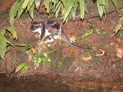 Water opossum (yapok)
