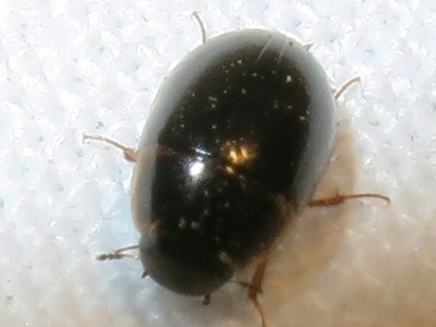 Water scavenger beetles