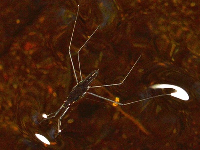 Water Strider