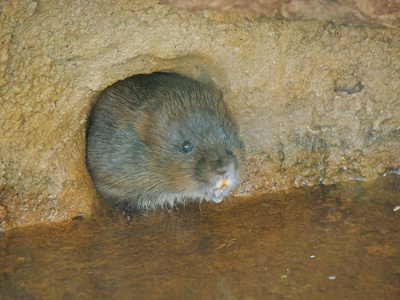 Water Vole