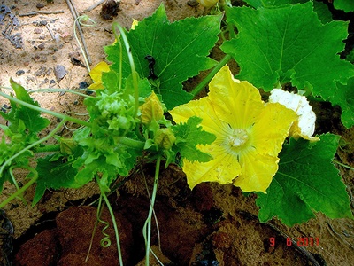 Watermelon (wild & cultivated)