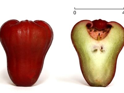 Wax apple (bell fruit)