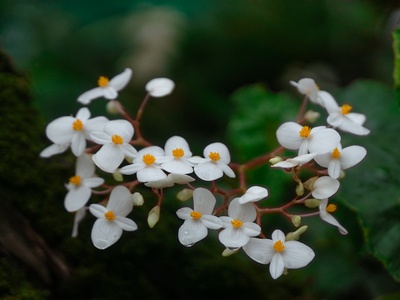 Wax Begonia