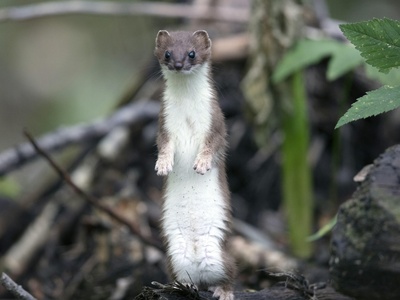 Weasel
