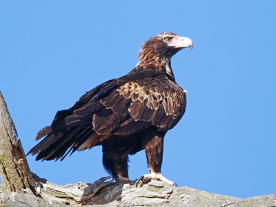 Wedge-tailed Eagle