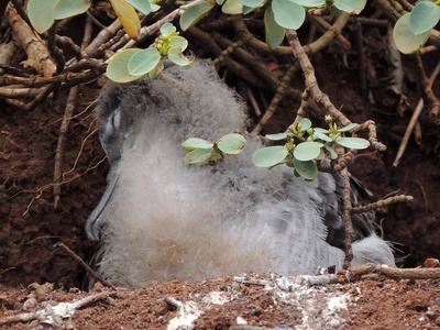 Wedge-tailed shearwater