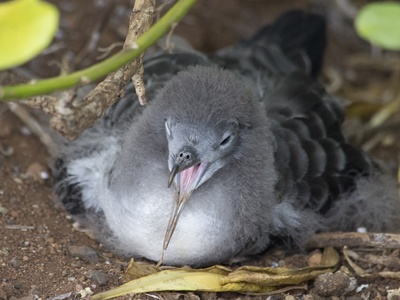 Wedge-tailed shearwater