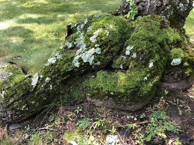 Weeping Moss