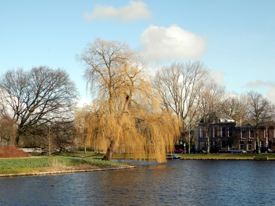 Weeping willow