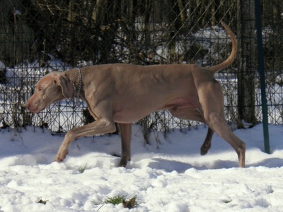Weimaraner