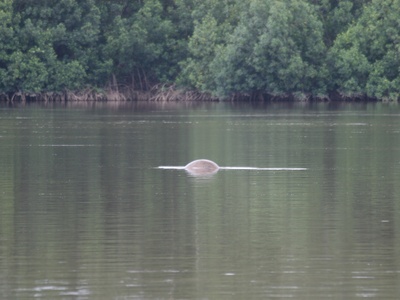 West African manatee