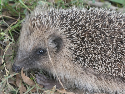 West European hedgehog
