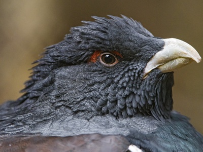 Western Capercaillie