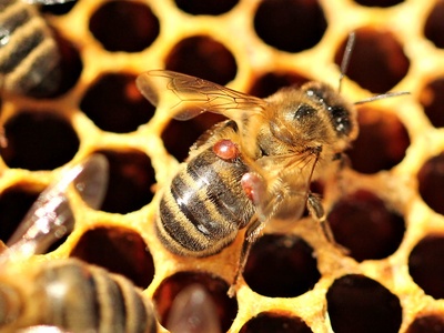 Western honey bee