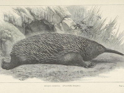 Western long-beaked echidna