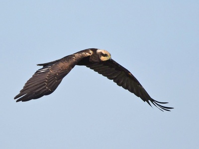 Western Marsh Harrier