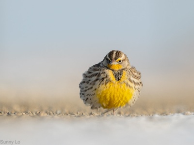 Western meadowlark