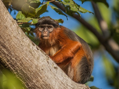 Western red colobus