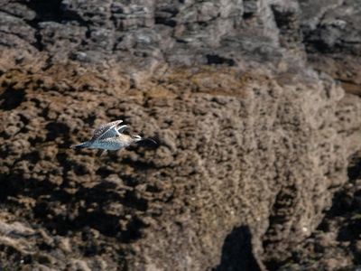 Western Reef Heron