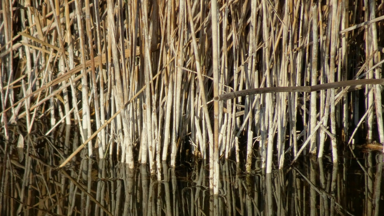 Papyrus reed beds and water channels in the Okavango Delta, Botswana